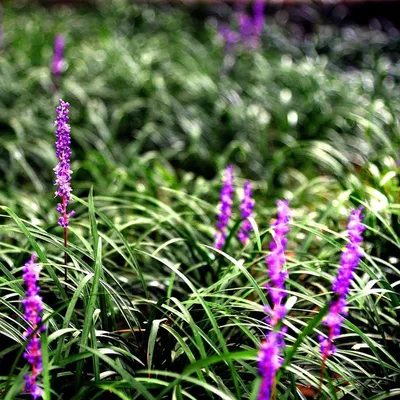 Image de 6 x Lilientraube - Liriope muscari | Topf 9cm x 9cm