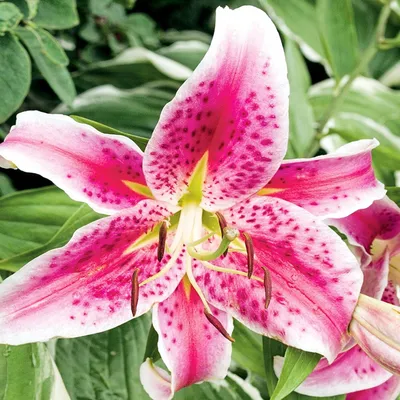 Image de Lys oriental Mero Star 1 pièce Lys bulbes de lys bulbes Parfumés