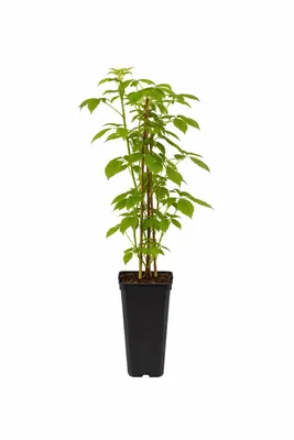 Produktbild von Himbeere 'Ottawa' Herbsthimbeere 30–35 cm – Rubus idaeus P9 Topf, ertragreiche süße Beeren, winterhart, robuste Gartenpflanze