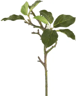 Produktbild von Fink APFELBLÄTTERZWEIG, Zweig, Kunstfasern, grün, H. 39 cm 186232