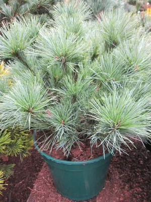 Produktbild von Pinus strobus Rheinhaus - Zwerg-Seidenkiefer Rheinhaus 30-40cm