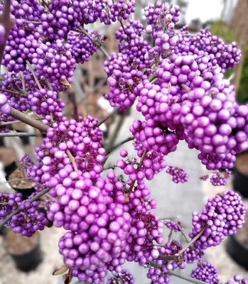 Produktbild von Liebesperlenstrauch Callicarpa bodinieri 'Profusion' Hochstamm 120 - 140 cm