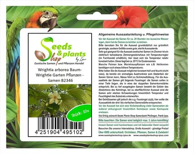 Produktbild von 10x Wrightia arborea Baum-Wrightie Garten Pflanzen - Samen B2346