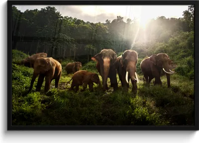 Produktbild von MuchoWow® MuchoWow® Gerahmtes Poster Wald - Elefanten - Licht 90x60 cm - Poster mit zchwarzem Bilderrahmen - Fotorahmen - Foto-Plakat