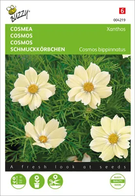 Artikelbild 2 von 'Schmuckkörbchen Xanthos' aus der Kategorie Cosmeasamen