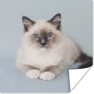 Produktbild von MuchoWow® Poster Katze - Ragdoll Katze - Blau - Mädchen - Kinder - Jungen - Kind 100x100 cm - Babyzimmer