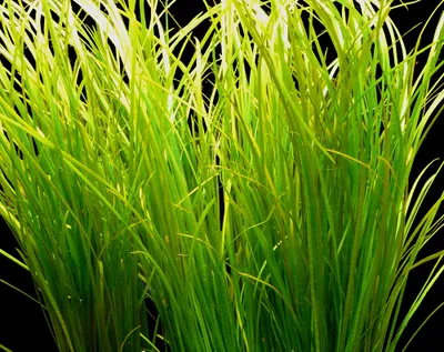 Produktbild von 1 Bund Amerik. Riesen-Vallisnerie schmal (Vallisneria americana nana)