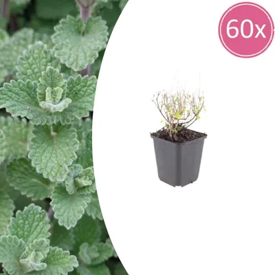Image de Calamintha n. nepeta | 60 pièces - 10-25cm - Ø9cm - Plante de jardin