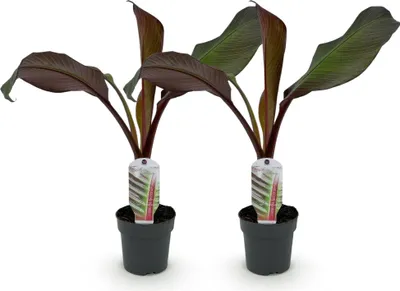 Image de Green boutiQ - Plante fruitière - Bananiers - Ensete ventricosum Maurelli - Résistante au froid - 2 plants - Pot de 12 cm, hauteur 30 cm