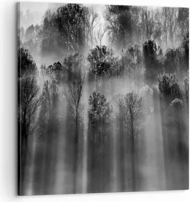 Produktbild von Bild auf Leinwand - Leinwandbild - Einteilig - Bäume drinnen Nebel - 60x60cm - Wand Bild - Wanddeko - Wandbilder - Leinwanddruck - Bilder - Wanddekoration - Leinwand bilder - Wandbild - AC60x60-4889