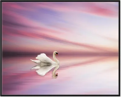 Produktbild von Wallario Wandbild Weißer Schwan im rosafarbenen See, Größe: 40,30 x 50,30 cm, Poster mit schwarzem Aluminiumrahmen