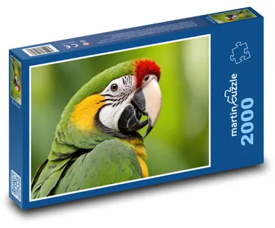 Produktbild von martinpuzzle - Puzzle 2000 Teile - Papagei - Vogel