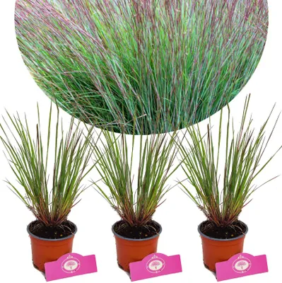 Obrázek produktu pro Sada 3 malých prérijních travin - Schizachyrium scoparium 'Blue Heaven' - výška 30-40 cm - květináč 12 cm