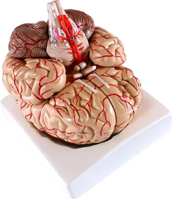 Produktbild von Gehirn Anatomie Modell lebensgroß 9 teilig mit Arterien auf Schale