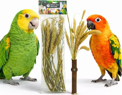 Zdjęcie produktu dla Bukiet Włośnicy w Kłosach od Back Zoo Nature | Zbożowy Bukiet Setaria | dla wszystkich papug 30g