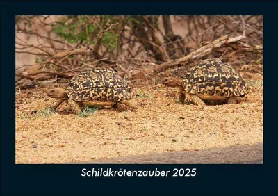 Produktbild von Schildkrötenzauber 2025 Fotokalender DIN A5