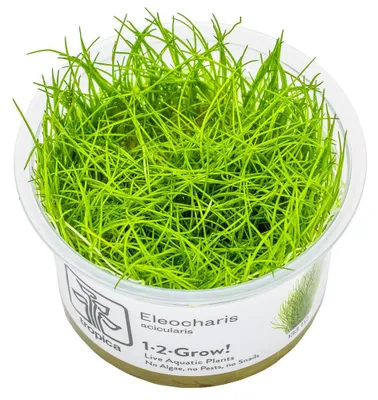 Produktbild von Aquarium Pflanze Eleocharis acicularis Tropica Nr.133 TC in Vitro Wasserpflanze