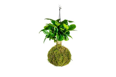 Obrázok produktu pre Gardners Kokedama Coffea arabica (L)
