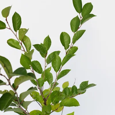Produktbild von Prunus 'Athos'® Einzigartiger Kirschstrauch, 3 Liter Topf