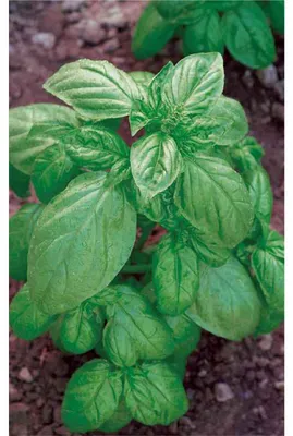 Productafbeelding van Basilicum zaden basilicumzaad - Genovese - 4 g - Pesto