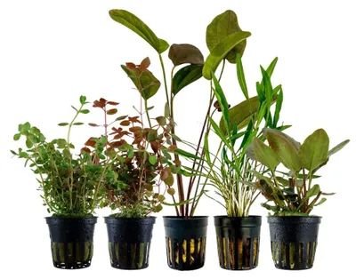 Produktbild von 'Buntes' Set mit 5 Topf Pflanzen Aquariumpflanzen Set 215 Wasserpflanzen AquaOne