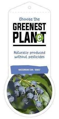 Productafbeelding van Vaccinium corymbosum 'Duke' - Bostappelpruim 'Duke' | 30-40 cm in pot