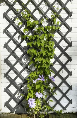 Obrázok produktu pre Prírodná záhradná mriežka 50x150 cm drevo antracit