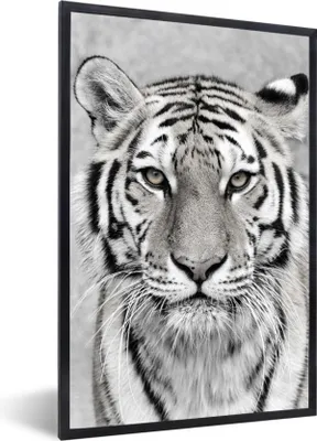 Produktbild von MuchoWow® Gerahmtes Poster Tiger - Natur - Schwarz - Weiß 60x90 cm - Poster mit Schwarzem Bilderrahmen Wandposter Rahmen Foto Bilder - Kunst