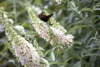 Produktbild von Buddleja 'White Profusion', Schmetterlingsflieder, weiß, 80–100 cm