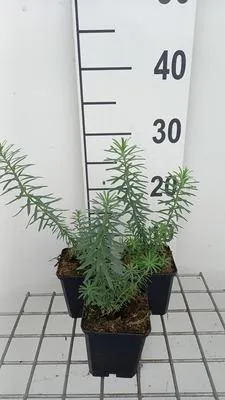 Imagen del producto de 6 x *Euphorbia seguieriana* ssp. *niciciana* (Euphorbia) - Maceta de 9 x 9 cm