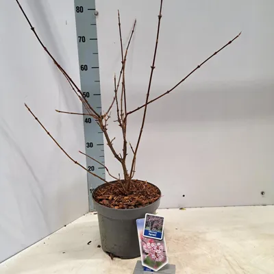 Zdjęcie produktu dla Viburnum farreri – kalina pachnąca | 50–60 cm w doniczce