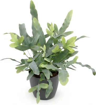 Obrázok produktu pre Rastlina Phlebodium aureum Blue Star v sivom kvetináci, priemer 12cm, výška cca