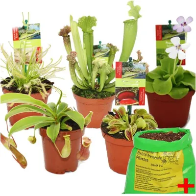 Zdjęcie produktu dla Zestaw startowy roslin miesozernych - 5 roslin + gleba - gleba dla miesozerców