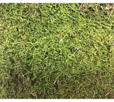 Produktbild von Plattenmoos Naturdeko - grün - 100 g - Beutel