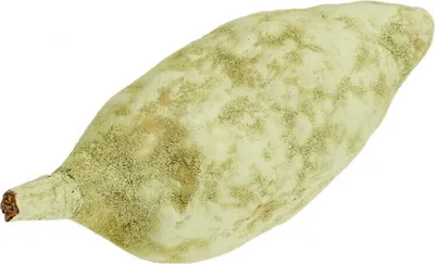 Produktbild von Baobab Frucht grün ca. 9-12cm | Adansonia digitata
