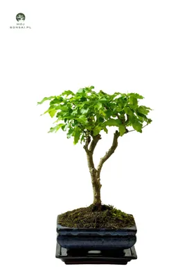 Image de Bonsaï de troène P15 (Ligustrum)