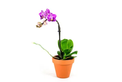 Obrázok produktu pre Gardners Phalaenopsis, priemer 12 cm