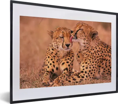 Produktbild von MuchoWow® MuchoWow® Gerahmtes Poster Baby-Geparden 40x30 cm - Poster mit zchwarzem Bilderrahmen - Bilderrahmen - Poster im Rahmen