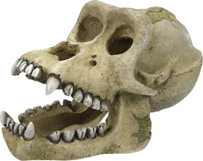 Produktbild von NOBBY Aqua Ornaments "Gorilla Skelett", 18,7 x 10 x 11,5 cm