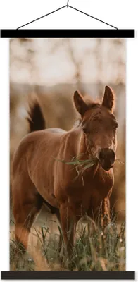 Produktbild von MuchoWow® Textilposter Pferd - Sonne - Gras 40x80 cm mit schwarzem Rahmen - Wandemalerei