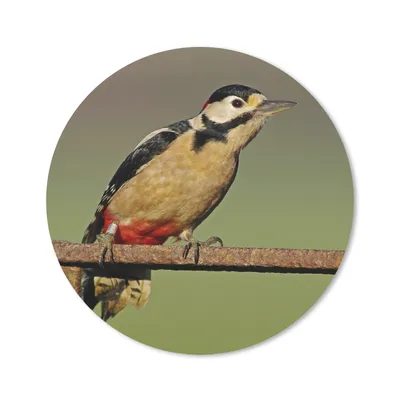 Produktbild von MuchoWow® Mauspad Mousepad Ein Buntspecht sitzt auf einem Pfahl 30x30 cm - Mousepads - Maus Mat - Pad - Mausunterlage - Tischunterlage - Schreibtischmatten