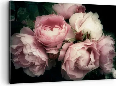 Produktbild von Bild auf Leinwand - Leinwandbild - Pfingstrose Blume - 120x80cm - Wand Bild - Wanddeko - Wandbilder - Leinwanddruck - Bilder - Kunstdruck - Wanddekoration - Leinwand bilder - Wandkunst - AA120x80-3930