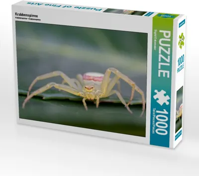 Produktbild von Calvendo Krabbenspinne 1000 Teile Puzzle quer 640x480mm, Enkemeier Sigrid; 7371171