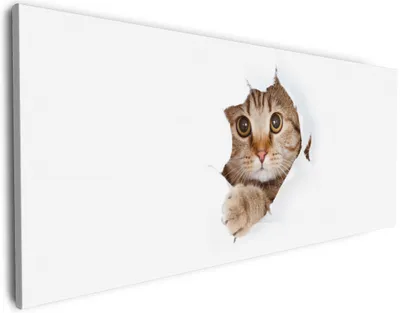 Produktbild von Wallario Premium Leinwandbild Katze mit Blick nach vorn in Größe 80 x 200 cm