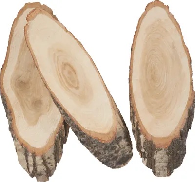 Produktbild von VBS Baumscheiben Oval 3er Set 12x30x2 cm Holzscheiben Dekoration Naturmaterial