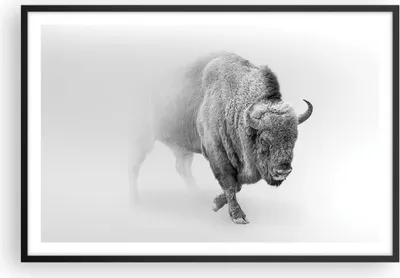 Produktbild von Gerahmtes Poster - Schwarzer Rahmen - Wisent Schwarzweiß Licht - 91,5x61 cm - Wand Bild - Wanddeko - Wandbilder - Kunstposter - Wandposter - Bilderrahmen - Bilder - Kunstdruck - P2BAA91x61-4418