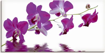 Produktbild von ARTland Leinwandbild Violette Orchideen Größe: 60x30 cm