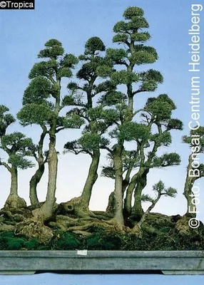 Produktbild von Pflanzensamen, Bonsai - Australische Kiefer