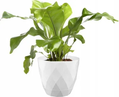 Produktbild von Blumentopf mit Untersetzer, weiß, dekorativ, Kunststoff, 27,5 cm