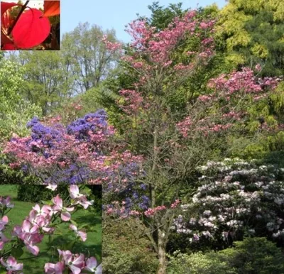 Produktbild von Blütenhartriegel Rubra - Cornus florida - 40-60cm